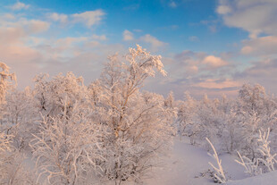 冬日雪林美景