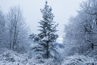 冬日雪景中的挺拔雪松