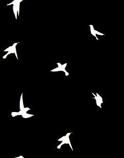 黑色背景上的白色飞鸟剪影