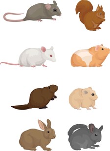 多种啮齿类小动物集合