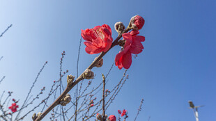 枝头绽放的艳丽红花朵