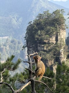 黄山山间猴子与壮丽奇峰景观