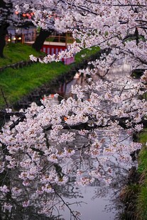 河畔烂漫樱花美景
