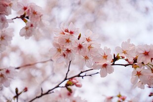 春日烂漫樱花枝头绽放