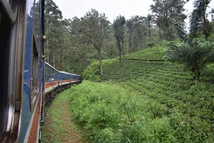 火车穿行于绿意盎然的茶园