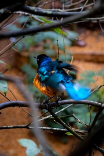 林间蓝羽飞鸟特写