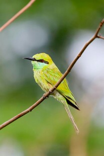 枝头绿羽小鸟