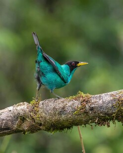 翠绿小鸟栖息于树枝间