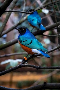 枝头双栖彩色小鸟