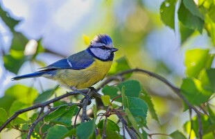 枝头蓝黄小鸟