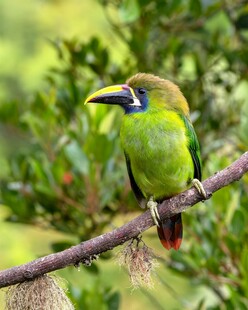 绿羽彩喙鸟栖于枝头