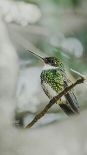 枝头绿羽小鸟