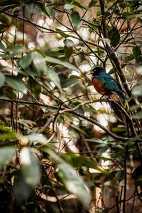 林间多彩小鸟藏身枝叶间