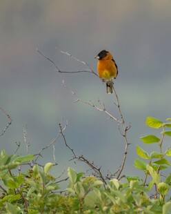 枝头小鸟