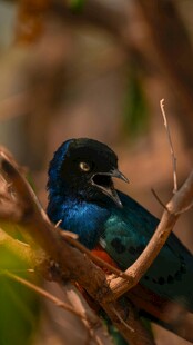 蓝羽小鸟栖于树枝
