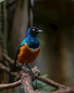 多彩小鸟栖息枝头