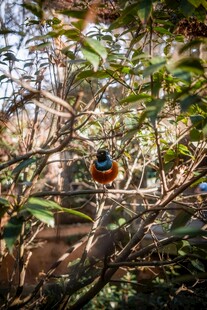 林中多彩鸟儿栖息枝头