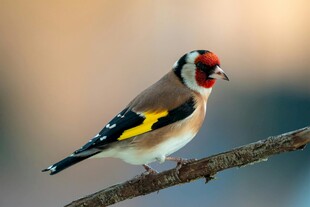 金翅雀栖息于枝头