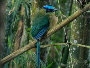 蓝顶翠鴗栖息枝头