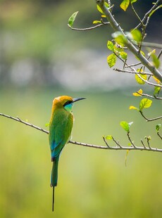 绿羽彩鸟栖于枝头