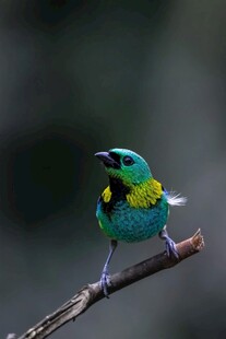 多彩小鸟栖于枝头
