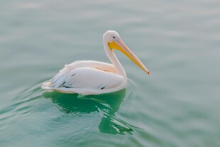 水中漂浮的白色鹈鹕