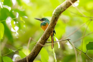 枝头彩鸟