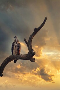 夕阳下枝头的两只鸟儿