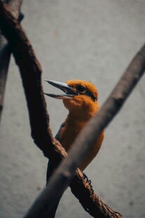 栖息枝头的艳丽小鸟