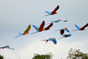 五彩鹦鹉群空中翱翔
