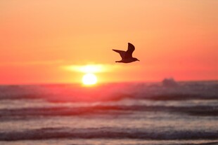 夕阳下飞鸟掠过海面