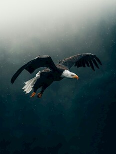 翱翔的雄鹰