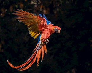 飞翔的绚丽多彩金刚鹦鹉