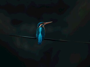 蓝翠鸟静栖于电线上