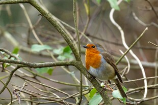 枝头栖息的橙胸小鸟