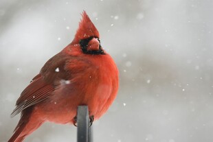 雪中红雀