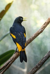 黑黄相间鸟儿栖于树枝