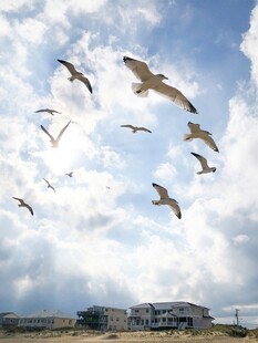 天空中飞翔的成群海鸥