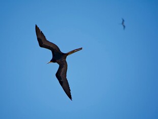 蓝天中展翅翱翔的飞鸟