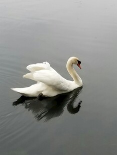 优雅天鹅于湖面悠然漂浮