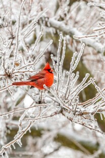红衣小鸟栖于冰雪枝头