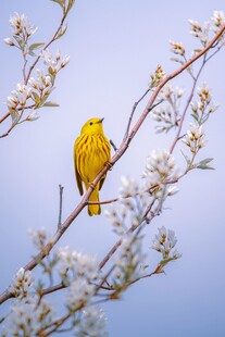 枝头黄鸟赏春花