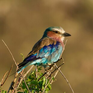 五彩斑斓的鸟儿栖于枝头