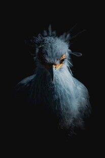 凝视的神秘白头鹰