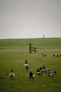 草原上的群鹅休憩景象
