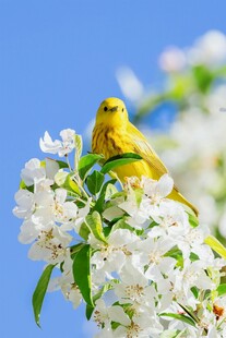 黄鸟栖于繁花枝头