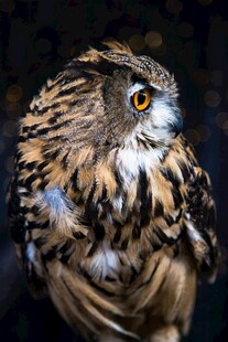 猫头鹰特写