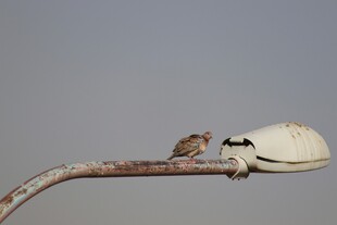 枝头小鸟与破损灯罩