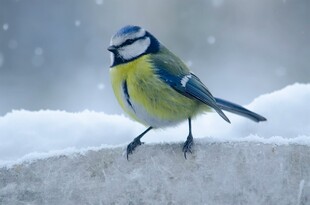 雪地上的蓝山雀