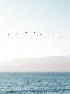 海空飞鸟